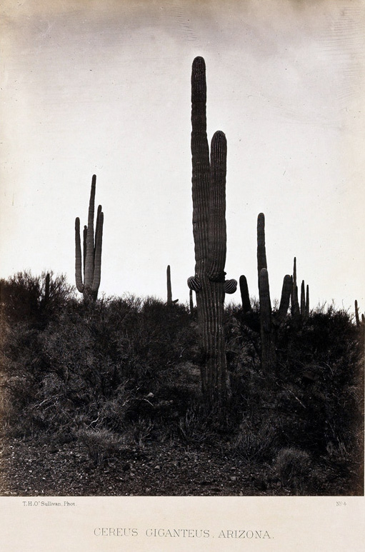 Three tall cactus plants